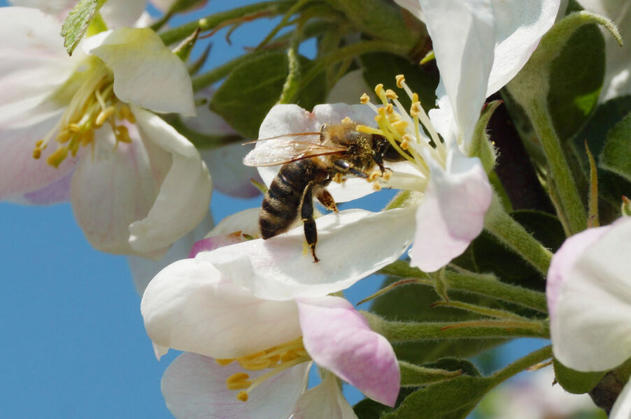 Biene erntet Nektar einer weißen Blume.